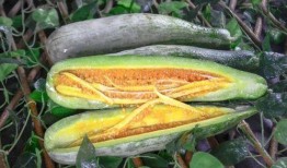 武穴网红吃瓜事件,网络舆论的风暴与反思